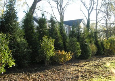 Privacy Trees Eastern MA